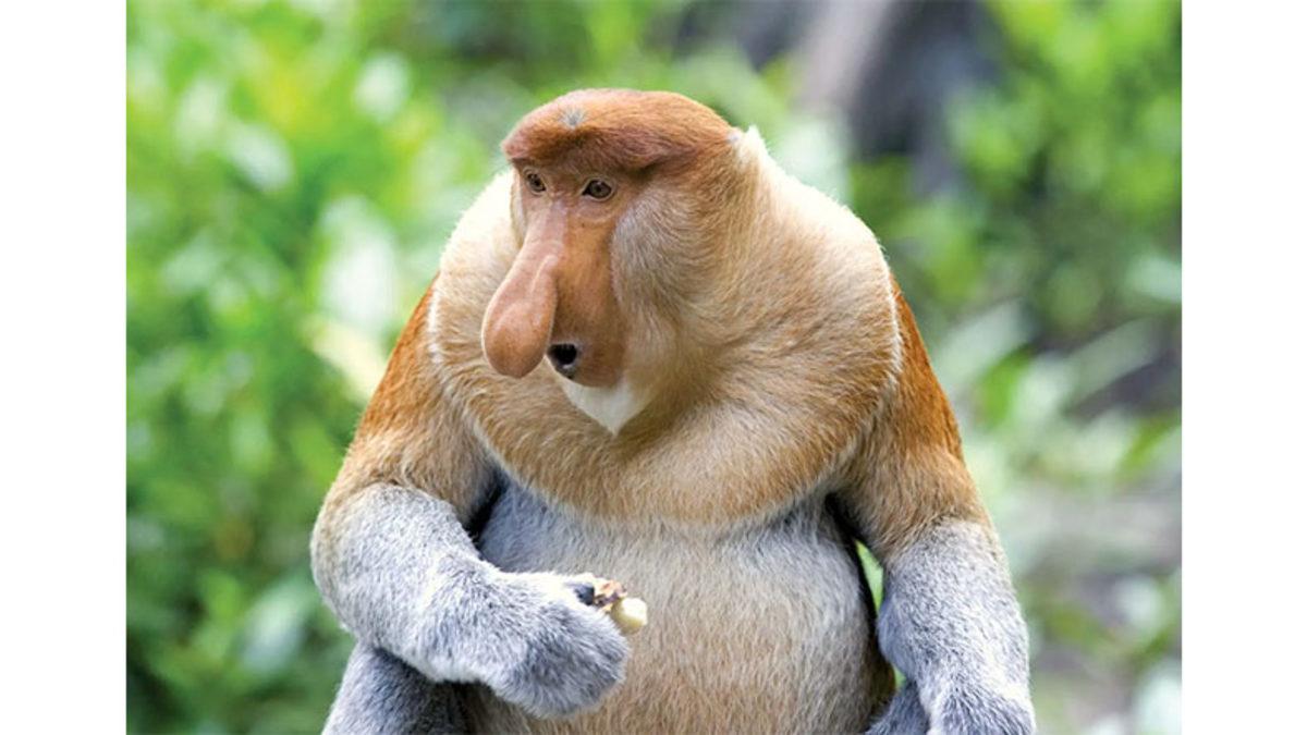 Hortum Maymunu Olarak da Bilinen Bu Maymunlar Neden Bu Kadar Uzun Bir Burna Sahip? (Aklınıza Bile Gelmez)