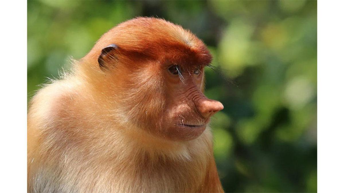 Hortum Maymunu Olarak da Bilinen Bu Maymunlar Neden Bu Kadar Uzun Bir Burna Sahip? (Aklınıza Bile Gelmez)
