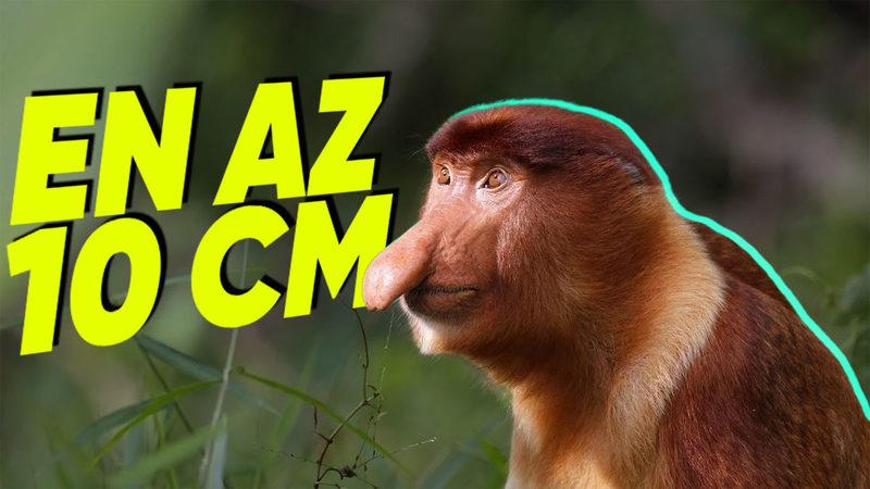 Hortum Maymunu Olarak da Bilinen Bu Maymunlar Neden Bu Kadar Uzun Bir Burna Sahip? (Aklınıza Bile Gelmez)