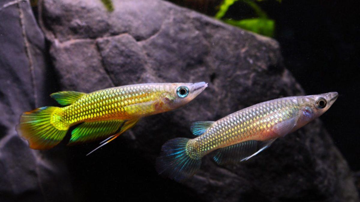 Kuyruklarından Nefes Alabilen ve Karada 15 Saat Hayatta Kalabilen ’Killifish’lere Dair Tuhaf Detaylar