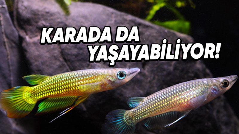 Kuyruklarından Nefes Alabilen ve Karada 15 Saat Hayatta Kalabilen ’Killifish’lere Dair Tuhaf Detaylar