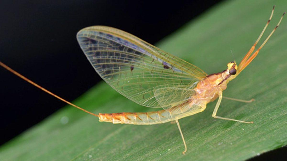 Birkaçının Guinness Rekorları’nda Yer Aldığı Dünyanın En Kısa Ömürlü 10 Hayvanı: Bir Tanesi İçin 24 Saat Bile Mucize!