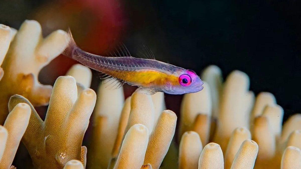 Birkaçının Guinness Rekorları’nda Yer Aldığı Dünyanın En Kısa Ömürlü 10 Hayvanı: Bir Tanesi İçin 24 Saat Bile Mucize!