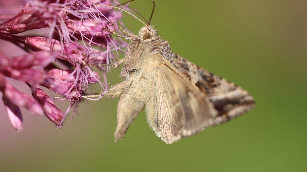 Birkaçının Guinness Rekorları’nda Yer Aldığı Dünyanın En Kısa Ömürlü 10 Hayvanı: Bir Tanesi İçin 24 Saat Bile Mucize!
