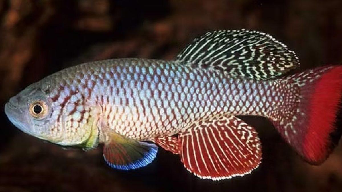 Birkaçının Guinness Rekorları’nda Yer Aldığı Dünyanın En Kısa Ömürlü 10 Hayvanı: Bir Tanesi İçin 24 Saat Bile Mucize!