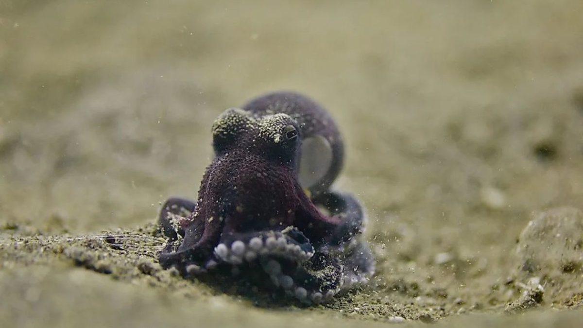 Birkaçının Guinness Rekorları’nda Yer Aldığı Dünyanın En Kısa Ömürlü 10 Hayvanı: Bir Tanesi İçin 24 Saat Bile Mucize!