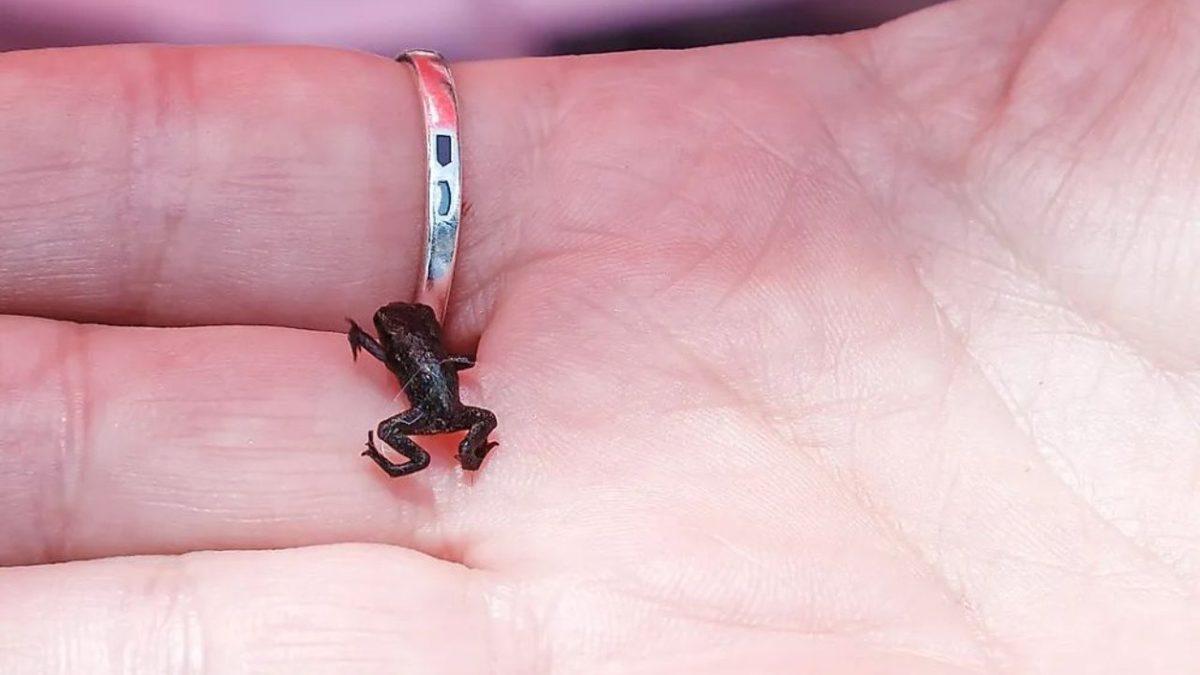 Birkaçının Guinness Rekorları’nda Yer Aldığı Dünyanın En Kısa Ömürlü 10 Hayvanı: Bir Tanesi İçin 24 Saat Bile Mucize!