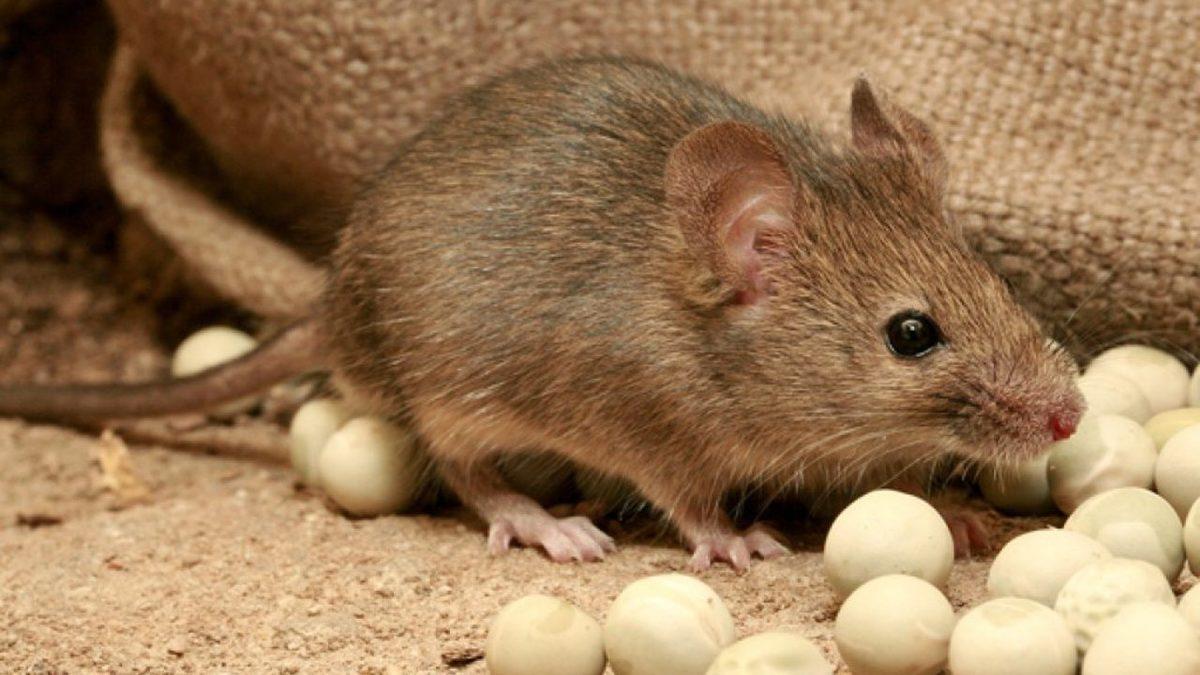 Birkaçının Guinness Rekorları’nda Yer Aldığı Dünyanın En Kısa Ömürlü 10 Hayvanı: Bir Tanesi İçin 24 Saat Bile Mucize!