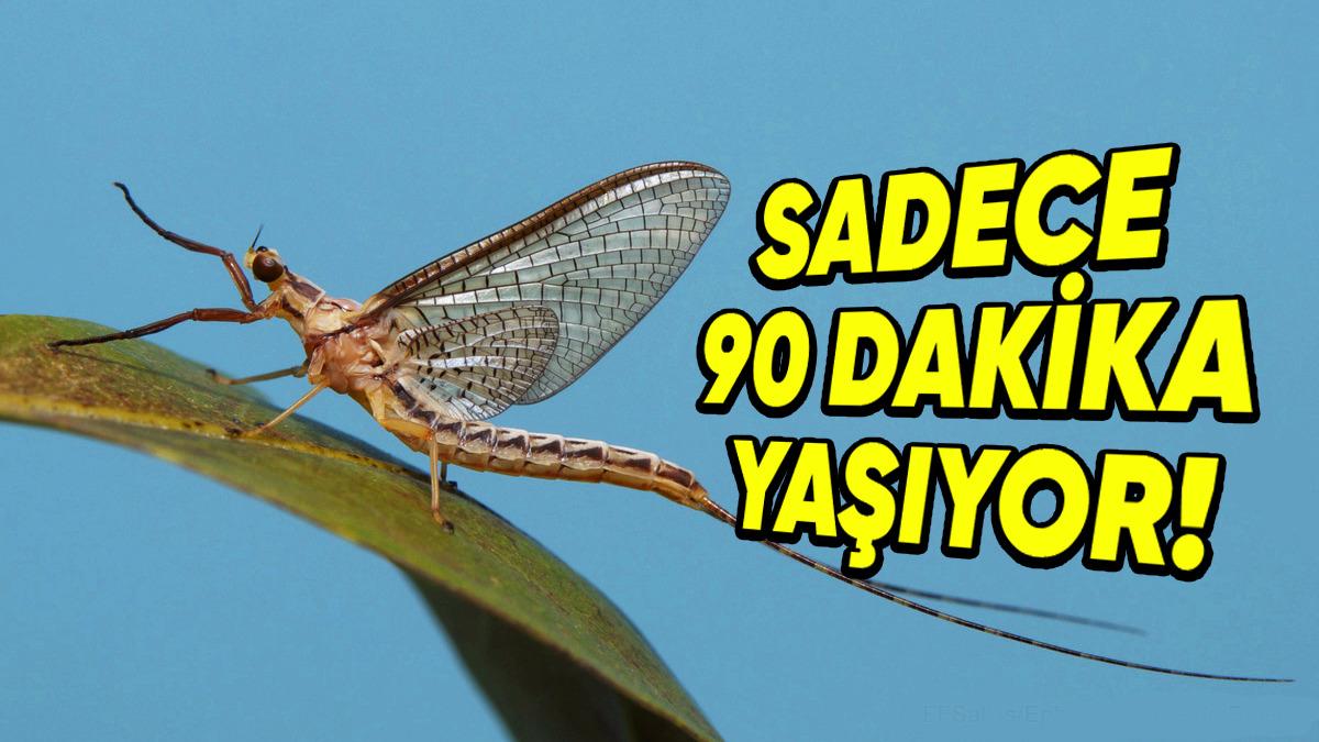 Birkaçının Guinness Rekorları’nda Yer Aldığı Dünyanın En Kısa Ömürlü 10 Hayvanı: Bir Tanesi İçin 24 Saat Bile Mucize!