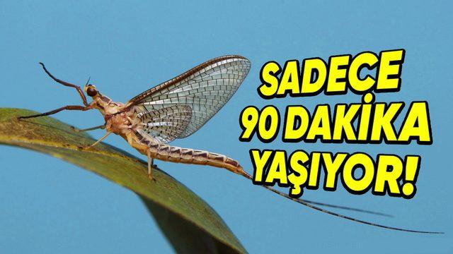 Birkaçının Guinness Rekorları’nda Yer Aldığı Dünyanın En Kısa Ömürlü 10 Hayvanı: Bir Tanesi İçin 24 Saat Bile Mucize!