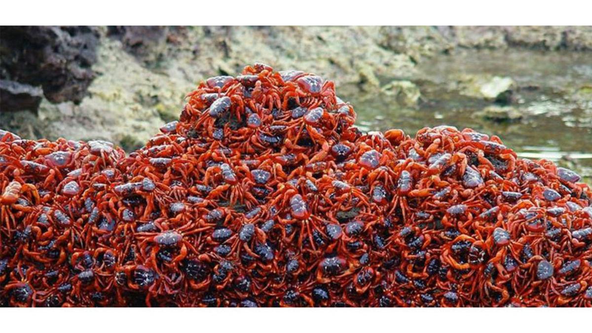 Avustralya’daki Bu Adaya Her Yıl Neden Milyonlarca Yengeç Göç Ediyor? (İnsanlar Yolda Yürüyemiyorlar)