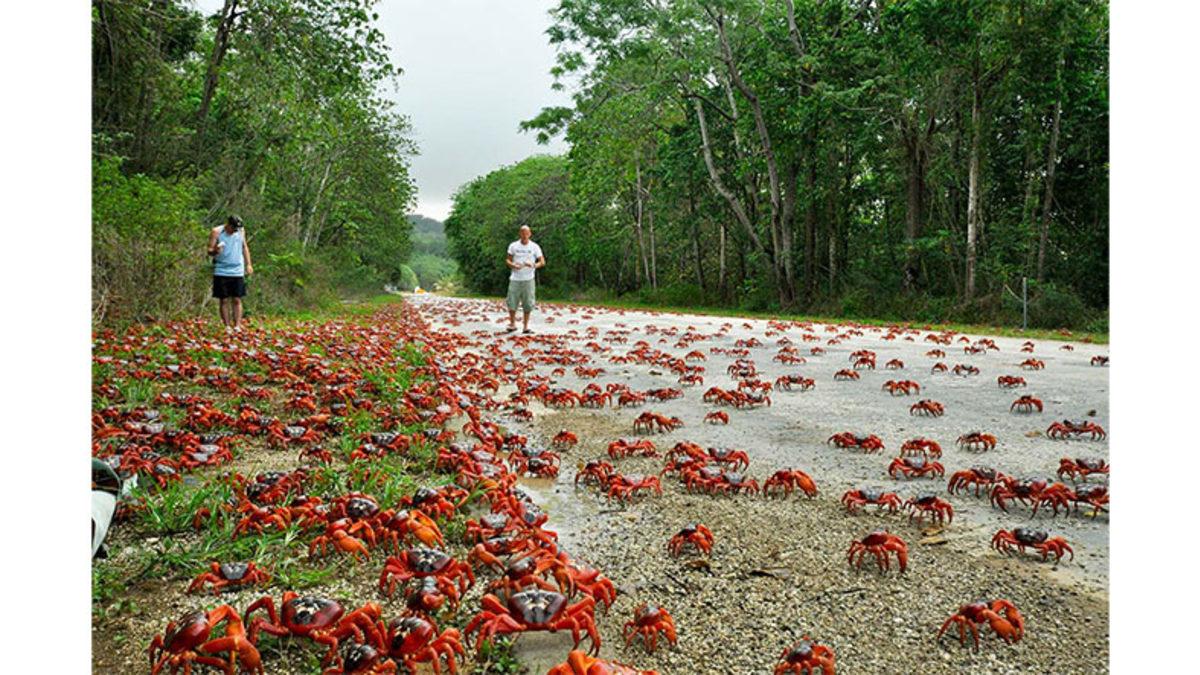 Avustralya’daki Bu Adaya Her Yıl Neden Milyonlarca Yengeç Göç Ediyor? (İnsanlar Yolda Yürüyemiyorlar)