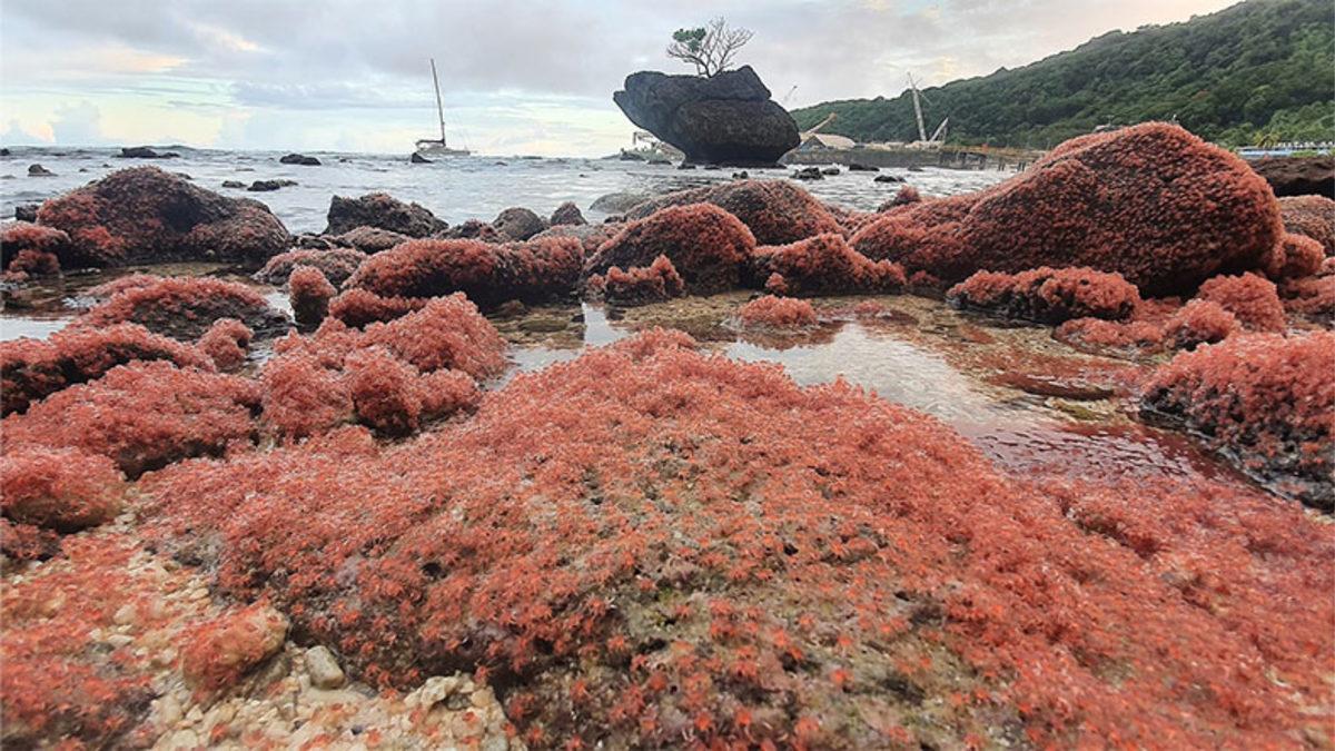 Avustralya’daki Bu Adaya Her Yıl Neden Milyonlarca Yengeç Göç Ediyor? (İnsanlar Yolda Yürüyemiyorlar)