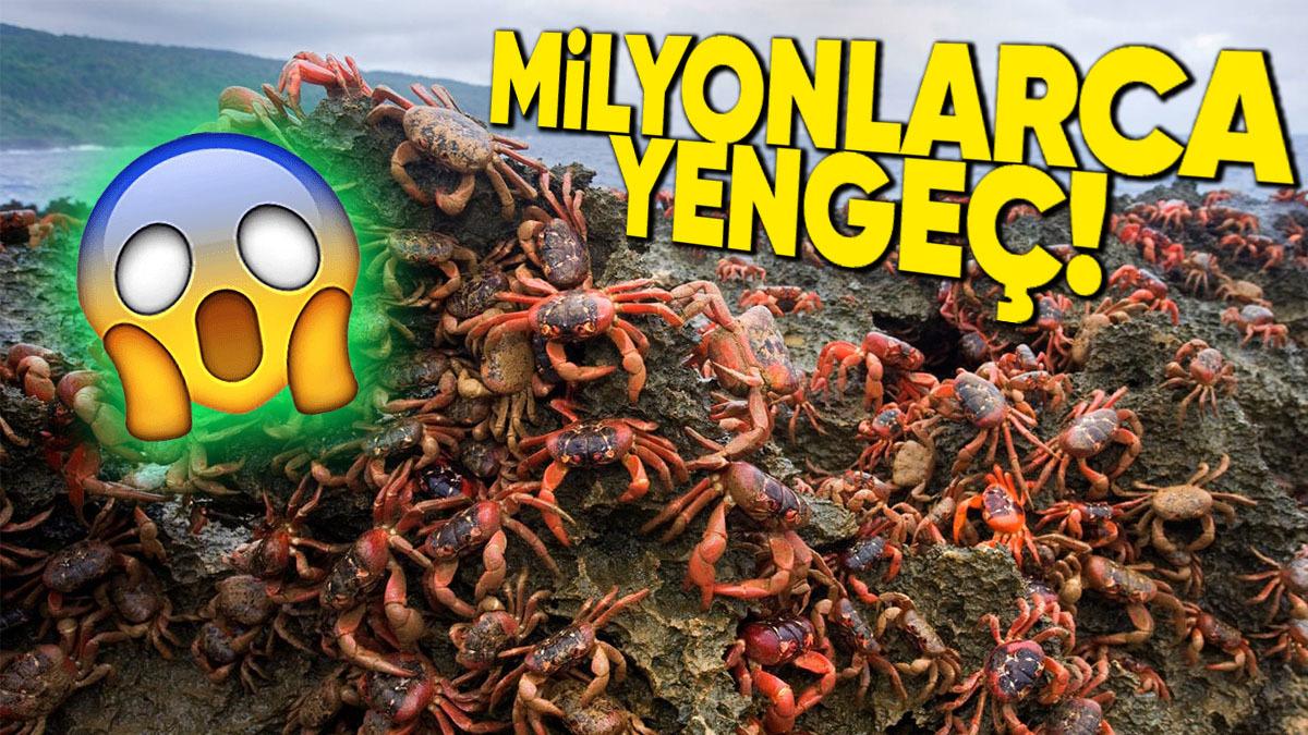 Avustralya’daki Bu Adaya Her Yıl Neden Milyonlarca Yengeç Göç Ediyor? (İnsanlar Yolda Yürüyemiyorlar)