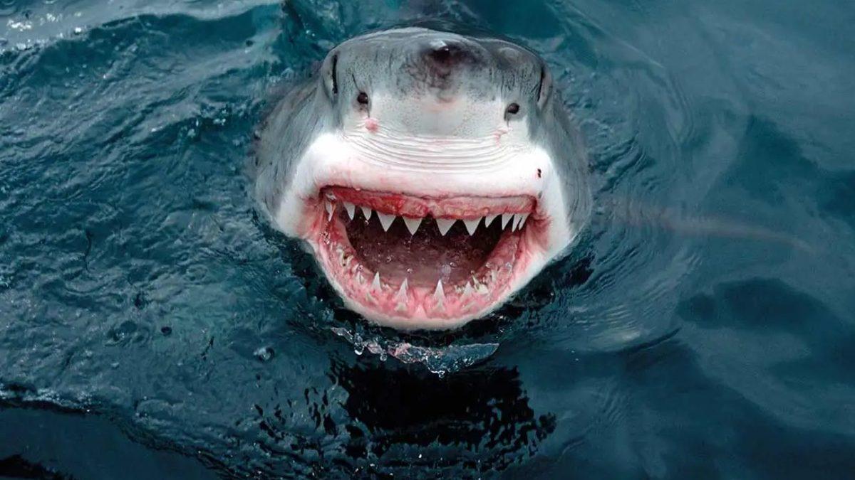 Köpek Balıkları Eğer Burun Deliklerinden Nefes Almıyorsa, Bu Uzuvlarını Ne İçin Kullanıyorlar?