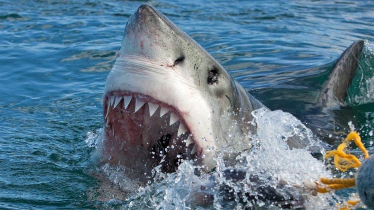 Köpek Balıkları Eğer Burun Deliklerinden Nefes Almıyorsa, Bu Uzuvlarını Ne İçin Kullanıyorlar?