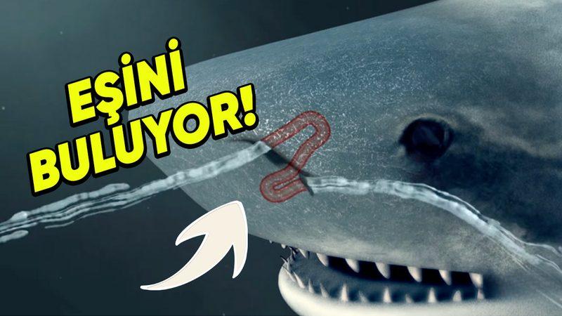 Köpek Balıkları Eğer Burun Deliklerinden Nefes Almıyorsa, Bu Uzuvlarını Ne İçin Kullanıyorlar?