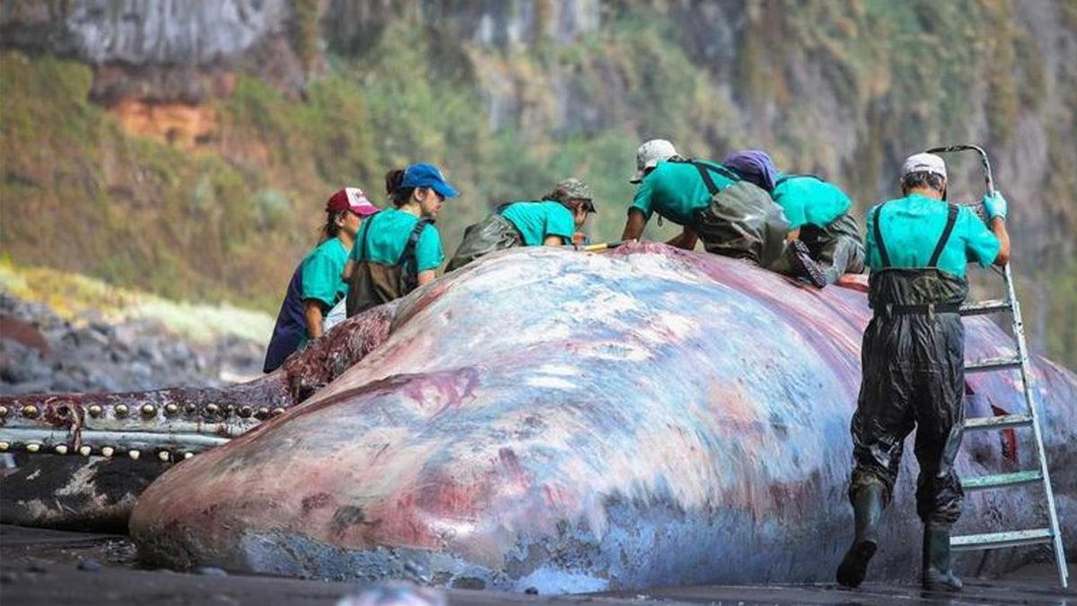 Aslında Günlük Hayatımızda da Kullanıyoruz: Altın Kadar Pahalı Olan Bu Balina Dışkısının Özelliği Ne?
