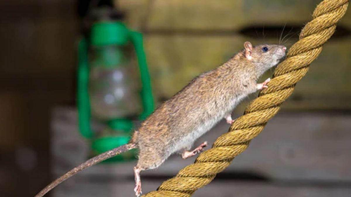 Gemilerin Bağlama Halatında Bulunan Bu Diskler Ne İşe Yarıyor? Sebebi Aklınızın Ucundan Bile Geçmeyecek!