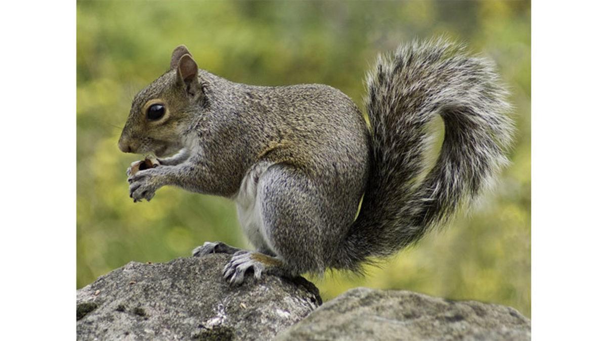 Sevimlilikleriyle Göz Dolduran Sincaplar Nasıl Oluyor da 6 Ay Hiç Su İçmeden Hayatta Kalabiliyorlar?