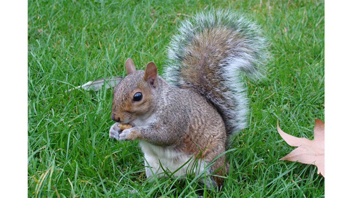 Sevimlilikleriyle Göz Dolduran Sincaplar Nasıl Oluyor da 6 Ay Hiç Su İçmeden Hayatta Kalabiliyorlar?