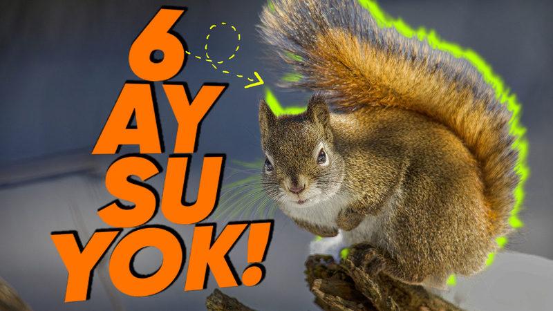 Sevimlilikleriyle Göz Dolduran Sincaplar Nasıl Oluyor da 6 Ay Hiç Su İçmeden Hayatta Kalabiliyorlar?