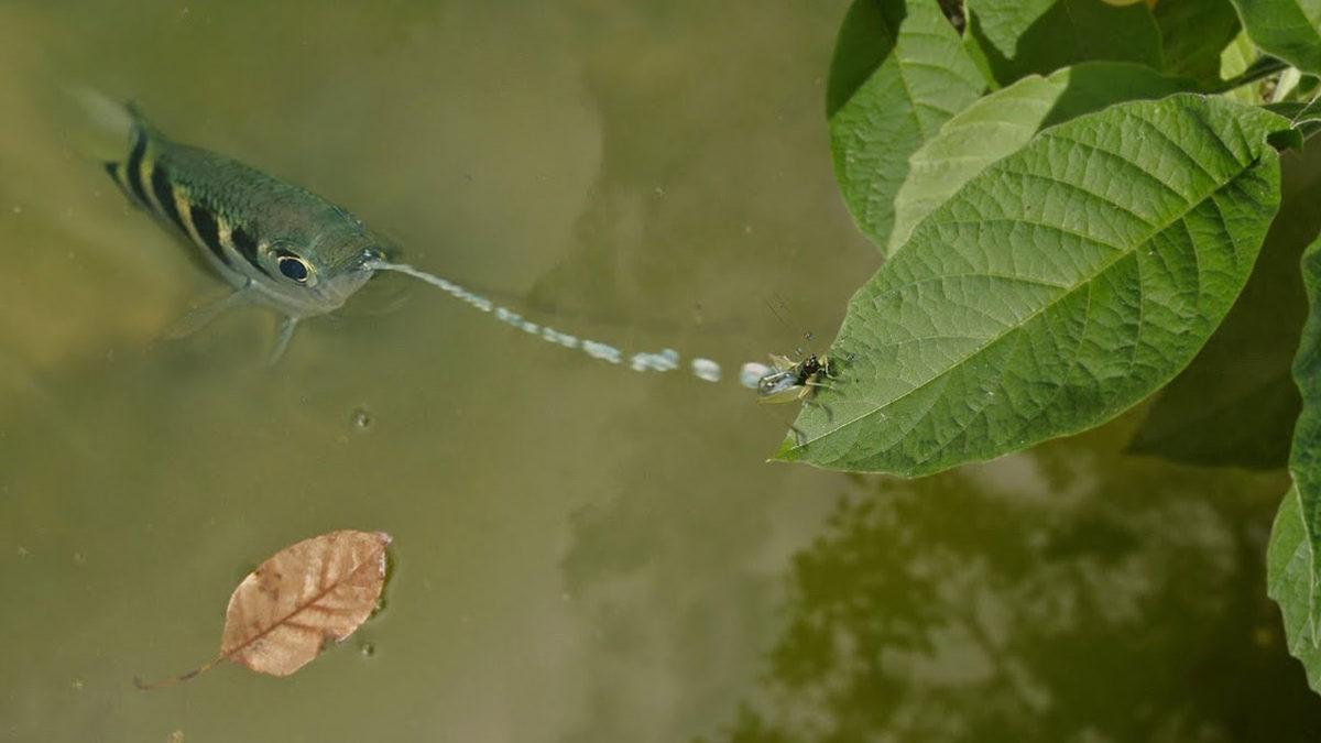 Suyun Sniper’ı Okçu Balığı, Avlanırken Fizik Kurallarına Meydan Okuyarak Nasıl Kusursuz Nişan Alabiliyor?