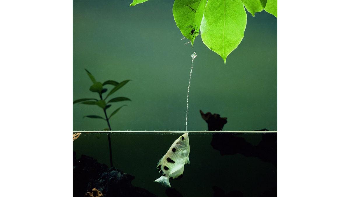 Suyun Sniper’ı Okçu Balığı, Avlanırken Fizik Kurallarına Meydan Okuyarak Nasıl Kusursuz Nişan Alabiliyor?