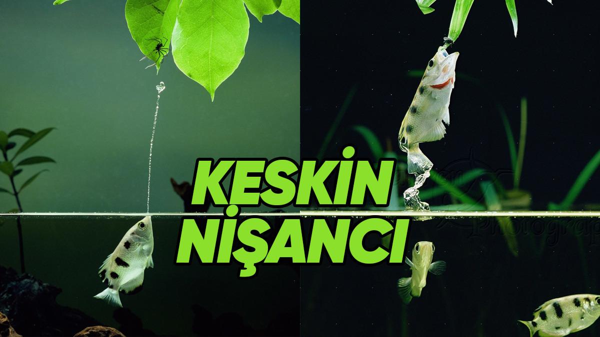 Suyun Sniper’ı Okçu Balığı, Avlanırken Fizik Kurallarına Meydan Okuyarak Nasıl Kusursuz Nişan Alabiliyor?