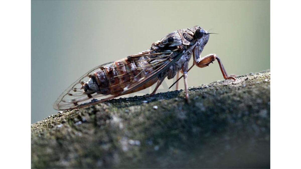 Ağustos Böceklerinin Neden Her 17 Yılda Bir Ürediğini Öğrenince Biraz Şaşırabilirsiniz