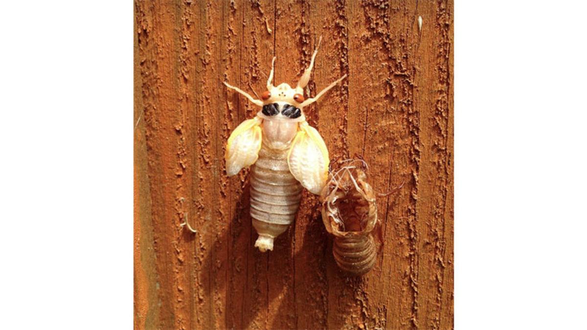 Ağustos Böceklerinin Neden Her 17 Yılda Bir Ürediğini Öğrenince Biraz Şaşırabilirsiniz