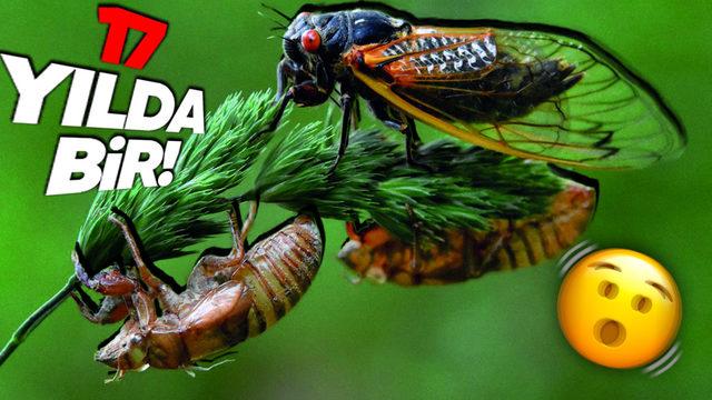 Ağustos Böceklerinin Neden Her 17 Yılda Bir Ürediğini Öğrenince Biraz Şaşırabilirsiniz