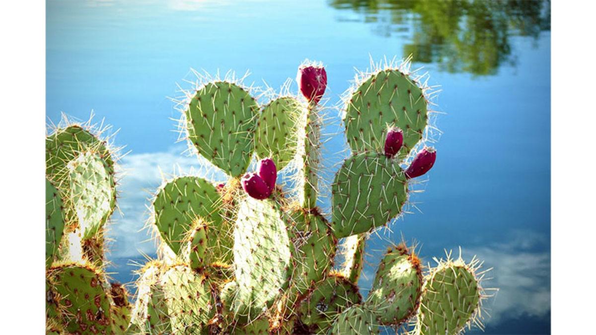 Kaktüslerin Neden Bu Kadar Çok Dikeni Var? Üstelik Onlar, Sandığınız Gibi Diken Değil!