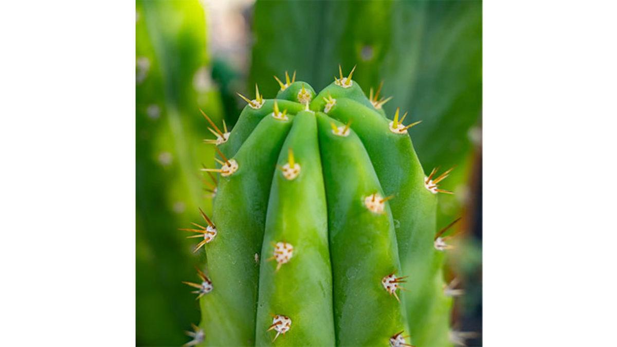Kaktüslerin Neden Bu Kadar Çok Dikeni Var? Üstelik Onlar, Sandığınız Gibi Diken Değil!