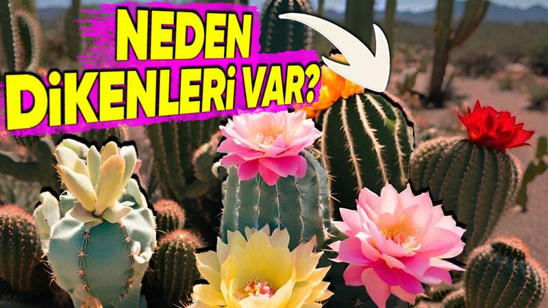 Kaktüslerin Neden Bu Kadar Çok Dikeni Var? Üstelik Onlar, Sandığınız Gibi Diken Değil!