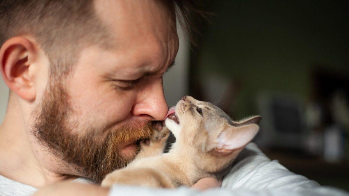 Kedilerin Zaman Zaman Bizi Yalamasının Sebebini Öğrenince Yüzünüzde Hafif Bir Tebessüm Belirecek
