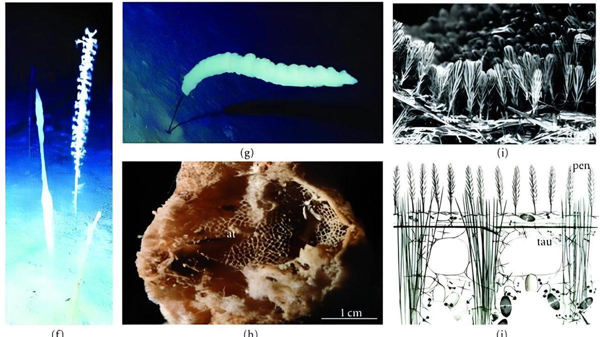 Nasıl Oluyor da Tam Tamına 11.000 Yıl Yaşayabiliyor? Boyu 2 Metreyi Aşan Derin Deniz Süngerlerine Dair Çarpıcı Detaylar