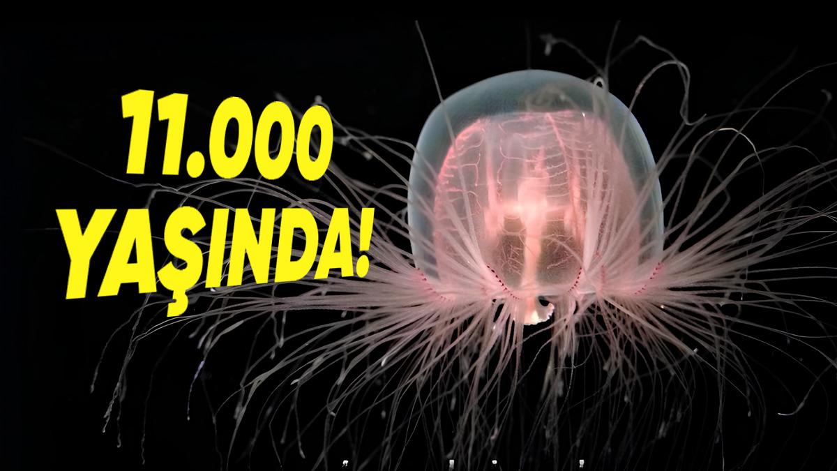 Nasıl Oluyor da Tam Tamına 11.000 Yıl Yaşayabiliyor? Boyu 2 Metreyi Aşan Derin Deniz Süngerlerine Dair Çarpıcı Detaylar