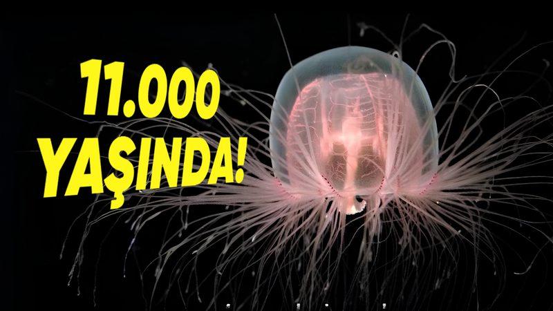 Nasıl Oluyor da Tam Tamına 11.000 Yıl Yaşayabiliyor? Boyu 2 Metreyi Aşan Derin Deniz Süngerlerine Dair Çarpıcı Detaylar