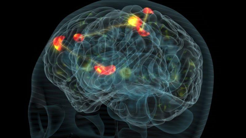 Beyinlerimiz ’Parmak İzi’ Gibi Eşsiz İzlere Sahip