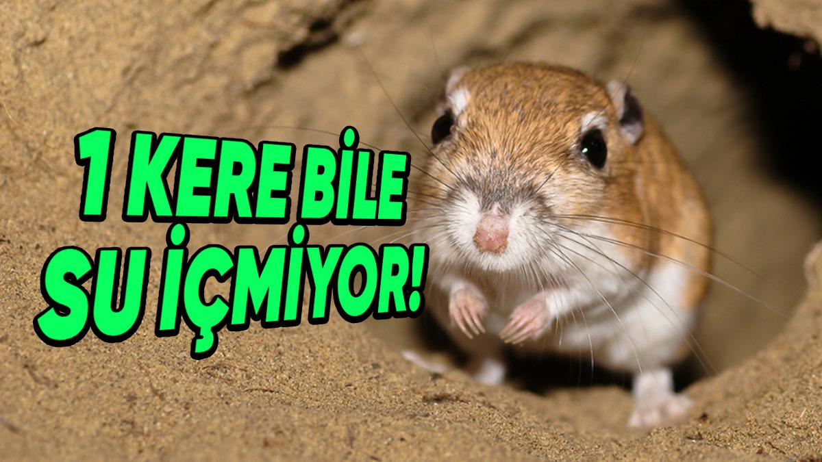 Kanguru Sıçanları Nasıl Oluyor da 5 Yıllık Ömürlerinde Hiç Su İçmeden Hayatta Kalabiliyor? Üstelik Yaşam Alanları Çöl!