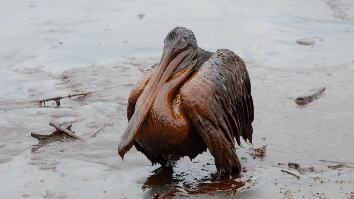 Petrol Sızıntıları Nasıl Temizlenir? İnsanlığa ve Hayvanlara Zarar Verme Potansiyeli Çernobil Kadar Yüksek!