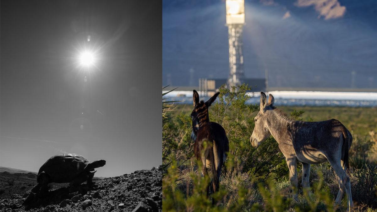 Google’ın da Ortağı Olduğu Dünyanın En Büyük Güneş Termik Santrali Neden Eleştirilerin Odağı?