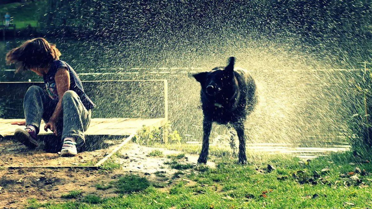 Islanan Köpeklerin Neden Silkelendiğini Öğrenince İçinizi Bir Miktar Hüzün Kaplayabilir: Meğer Fizyolojik Bir Problemmiş!