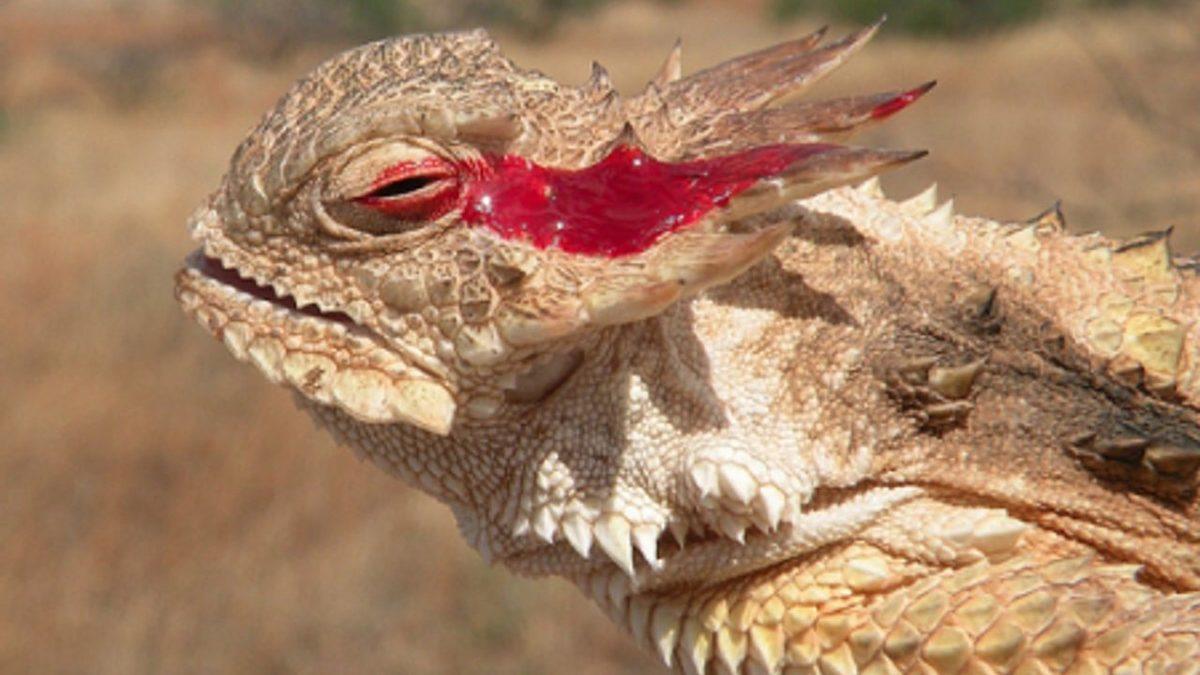 Muazzam Adaptasyon Yetenekleri Sayesinde Kavurucu Sıcaklarda Bile Hayatta Kalmayı Başaran 10 Hayvan