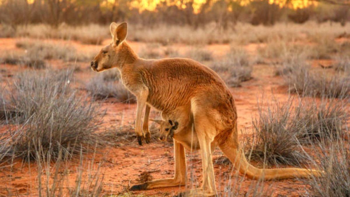 Muazzam Adaptasyon Yetenekleri Sayesinde Kavurucu Sıcaklarda Bile Hayatta Kalmayı Başaran 10 Hayvan