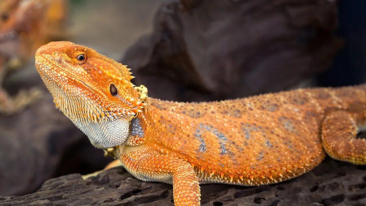 Muazzam Adaptasyon Yetenekleri Sayesinde Kavurucu Sıcaklarda Bile Hayatta Kalmayı Başaran 10 Hayvan