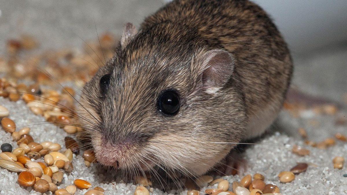 Muazzam Adaptasyon Yetenekleri Sayesinde Kavurucu Sıcaklarda Bile Hayatta Kalmayı Başaran 10 Hayvan