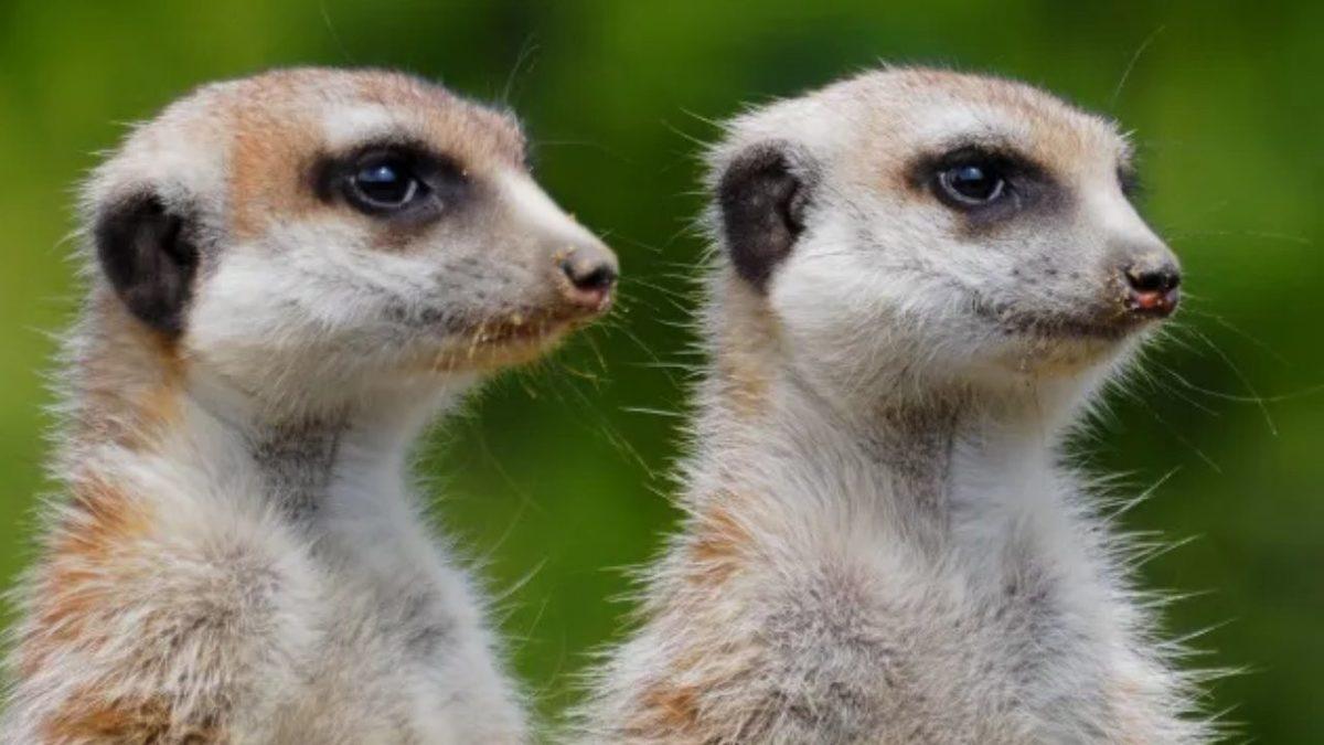 Muazzam Adaptasyon Yetenekleri Sayesinde Kavurucu Sıcaklarda Bile Hayatta Kalmayı Başaran 10 Hayvan