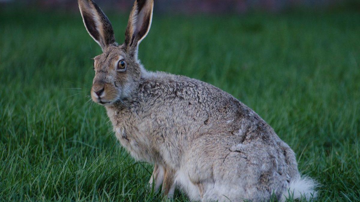 Muazzam Adaptasyon Yetenekleri Sayesinde Kavurucu Sıcaklarda Bile Hayatta Kalmayı Başaran 10 Hayvan